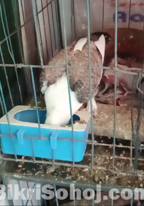 ঝড়না সার্টিন কবুতর বে‌বি